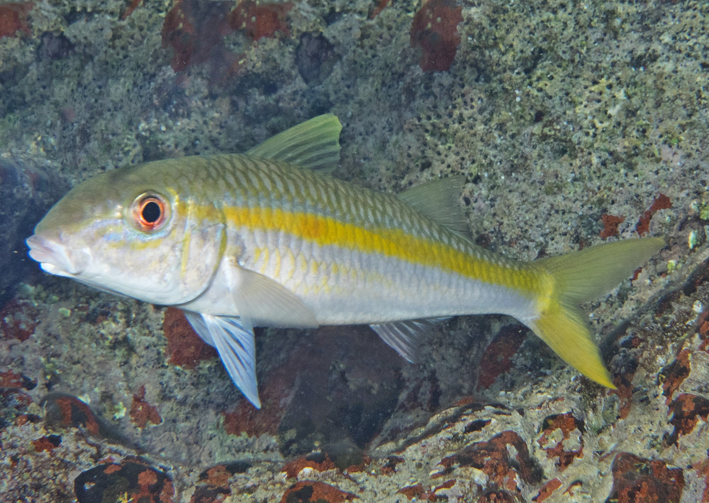 Mulloidichthys flavolineatus, Socotra: Di Hamri; S.V. Bogorodsky & U. Zajonz